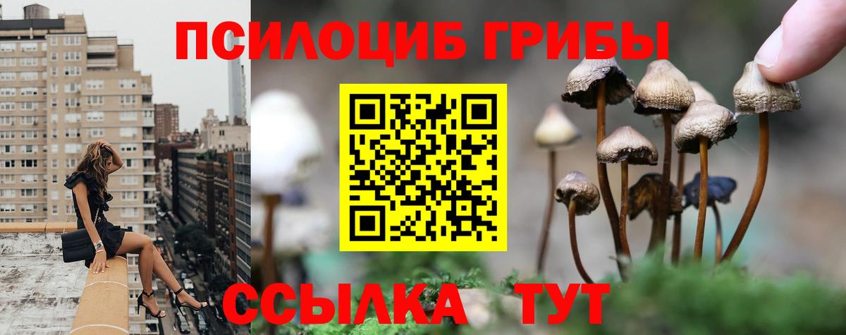 Псилоцибиновые грибы мицелий Тара
